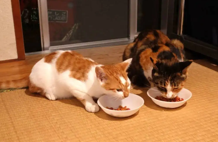 猫吃了一个月狗粮没事吧