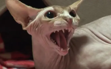 斯芬克斯猫攻击主人，原因居然让所有人心疼