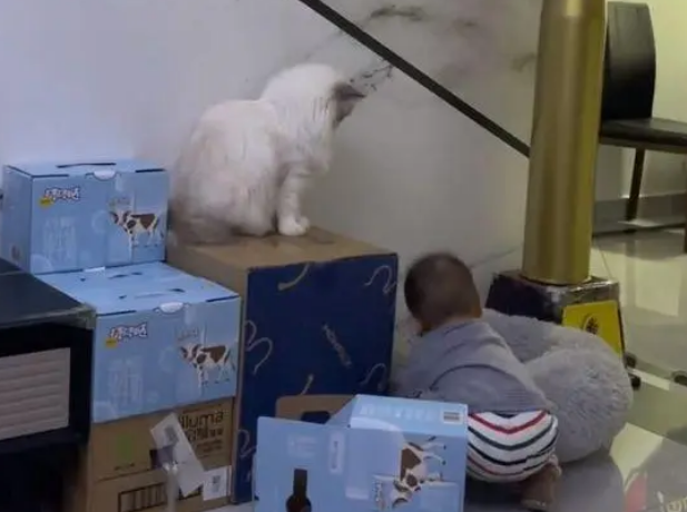 男孩多次打扰猫咪，结果挨了猫咪一套组合拳：已经忍你很久了