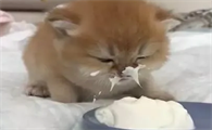 猫能吃奶油吗
