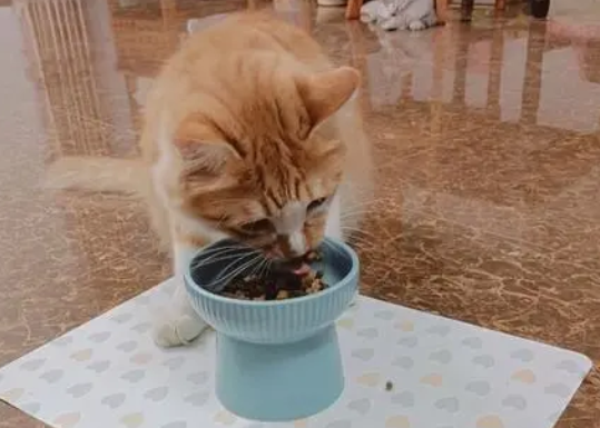猫咪多久换一次猫粮比较好?来了解一下吧 猫咪多久换一次猫粮比较好?来了解一下吧