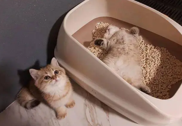 猫咪能吃太多零食吗?天天吃零食,会有这些危害 猫咪能吃太多零食吗?天天吃零食,会有这些危害