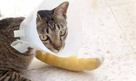 猫咪身上有伤口怎么处理好