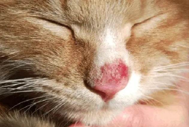 猫咪舔了治猫癣的药会怎么样吗