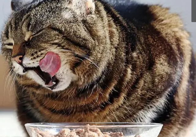 该如何给猫咪喂猫粮?铲屎官来看看吧 该如何给猫咪喂猫粮?铲屎官来看看吧