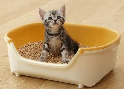 猫砂最多几天不铲呢 猫砂最多几天不铲呢