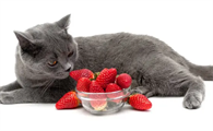 四个月的猫可以吃草莓吗