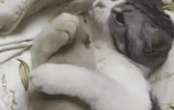 女子下班回家, 发现猫咪正抱着东西在玩, 看清后魂都被吓没了! 女子下班回家, 发现猫咪正抱着东西在玩, 看清后魂都被吓没了!