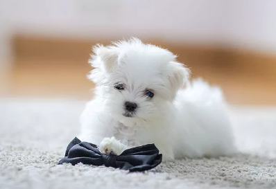 小狗犬瘟怎么引起的 小狗犬瘟怎么引起的