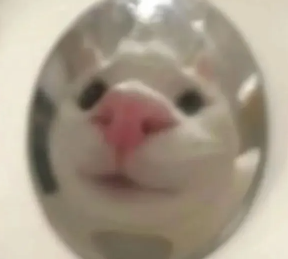 当猫对着勺子看时，猫猫直接变成了鼠鼠，笑鼠哈哈哈！