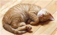 猫咪软便带血