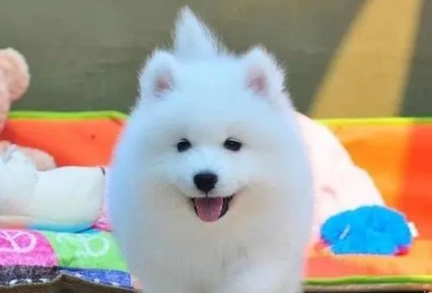 贵宾犬吃什么食物