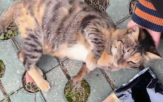偶遇三条腿的流浪猫,叼着食物转身就跑 偶遇三条腿的流浪猫,叼着食物转身就跑
