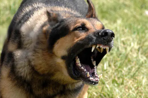 所有狗都携带狂犬病毒吗会传染吗 所有狗都携带狂犬病毒吗会传染吗