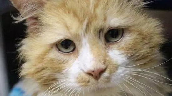 坚强的被弃猫咪，凭着本能徒行20公里回家