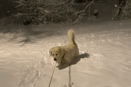 金毛第一次看到雪,凌晨四点喊醒主人去玩! 金毛第一次看到雪,凌晨四点喊醒主人去玩!
