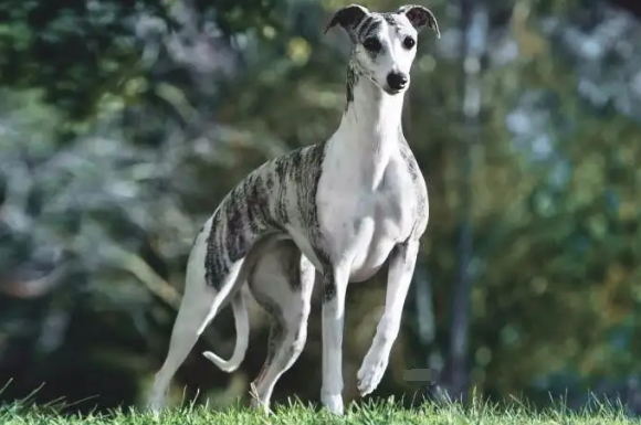 惠比特犬如何挑选,来学学吧~ 惠比特犬如何挑选,来学学吧~