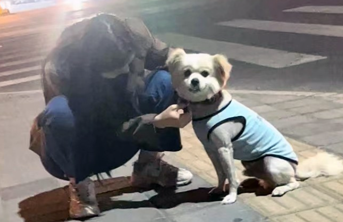 那只穿着破烂的小衣服,守在路口的狗狗,为什么不愿意和人回家? 那只穿着破烂的小衣服,守在路口的狗狗,为什么不愿意和人回家?