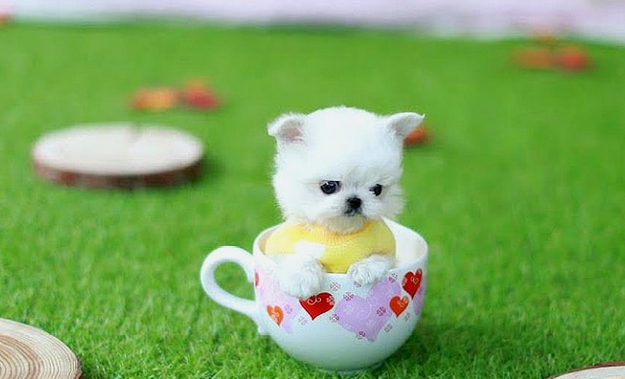 茶杯犬是怎么培育的？速来了解一波吧~