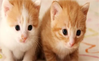 猫仔多大可以抱走它