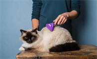 猫除跳蚤最有效的办法是什么