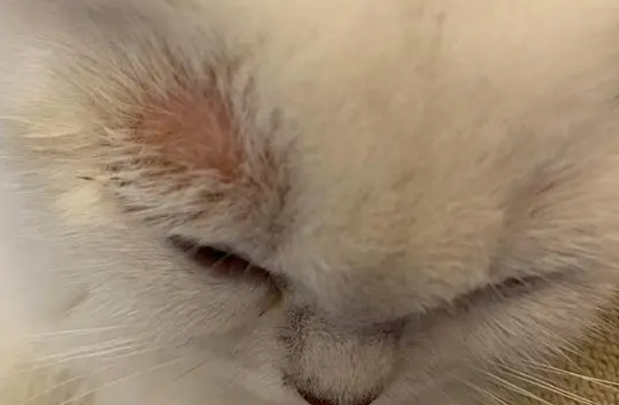 猫身上皮屑多是什么原因引起的