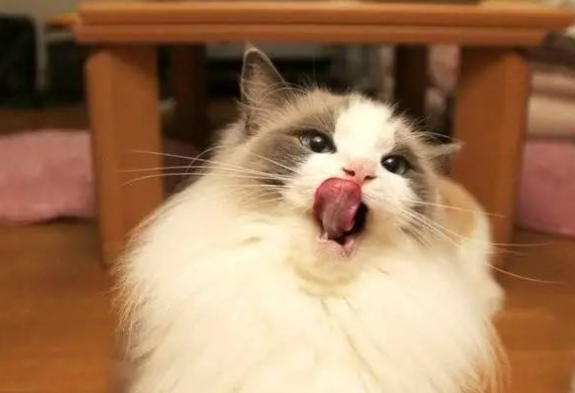 布偶吃哪些猫粮会软便