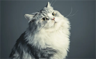 小奶猫发烧症状及治疗方法
