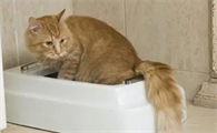 猫一直尿血是怎么回事啊