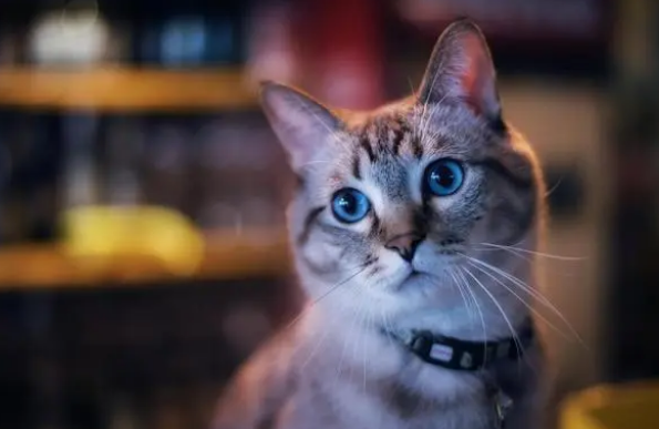 经常换猫粮对猫咪好吗?新手小伙伴可以来这了解一下 经常换猫粮对猫咪好吗?新手小伙伴可以来这了解一下