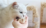 猫咪喜欢吃什么零食