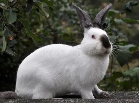 快,性成熟早,适应性强,繁殖性能好,仔兔成活率高及遗传性能稳定等特点