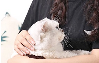 宠物圈 “多格漫”专场|原来宠物的东西这么好玩,吸盘眺望台是个什么东东? 宠物圈 “多格漫”专场|原来宠物的东西这么好玩,吸盘眺望台是个什么东东?