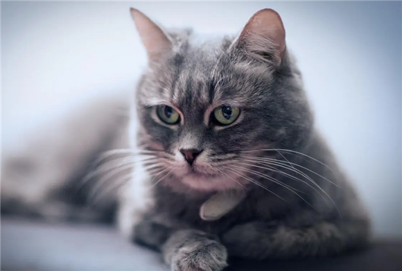 猫咪会放屁吗？看完让你大吃一惊！