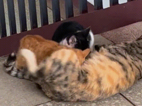 偶遇三条腿的流浪猫,叼着食物转身就跑 偶遇三条腿的流浪猫,叼着食物转身就跑