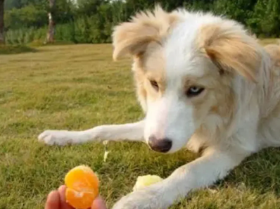 狗能吃橘子吗1