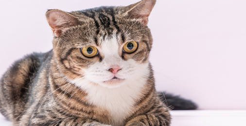 猫皮下补液后突然死了正常吗