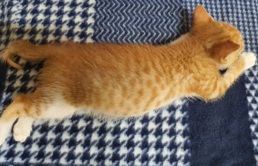 猫腹水有什么症状和表现 猫腹水有什么症状和表现
