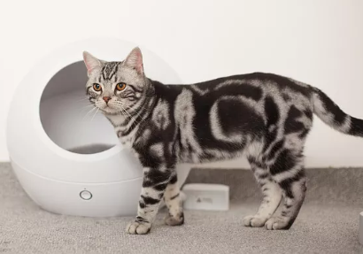 猫咪吃了几口猫粮就刨地怎么回事 猫咪吃了几口猫粮就刨地怎么回事