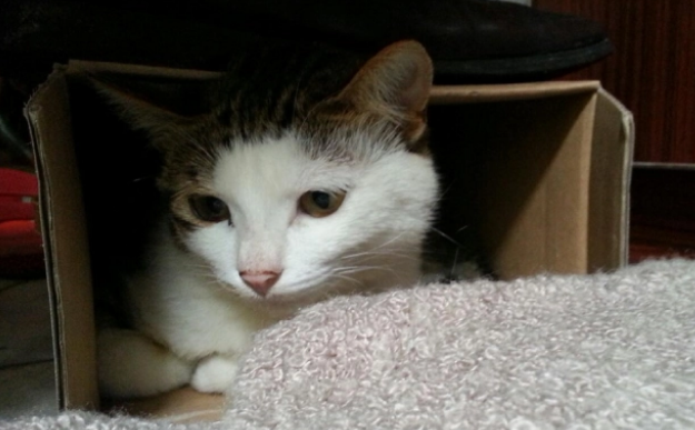 猫咪最喜欢的六个睡觉地点,每一个都有讲究 猫咪最喜欢的六个睡觉地点,每一个都有讲究