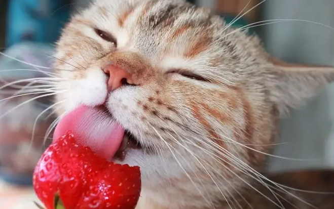 猫能吃草莓吗