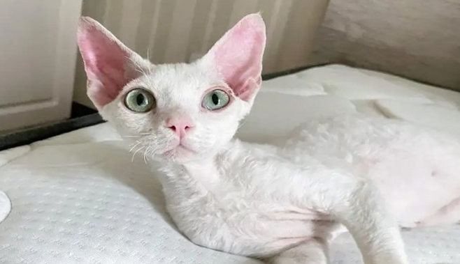 白色德文卷毛猫大概多少钱一只