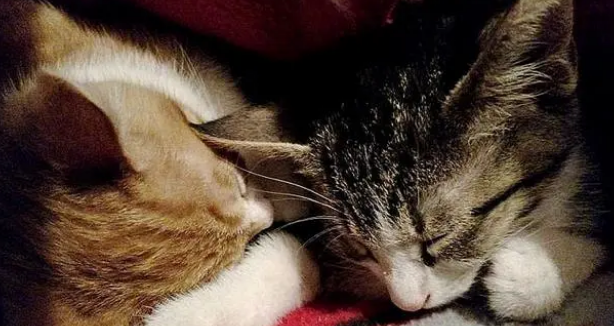 一窝小奶猫遭遗弃，暴风雪中冻得瑟瑟发抖