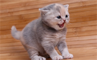 猫咪上嘴唇肿了是什么原因