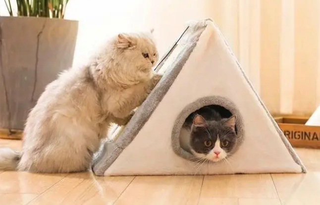猫咪并非不喜欢猫窝,拒绝入住只因铲屎官的三种错误挑选 猫咪并非不喜欢猫窝,拒绝入住只因铲屎官的三种错误挑选