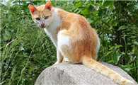 猫会屈服于暴力吗