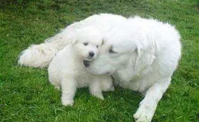 库瓦斯犬多少钱一只？想入手的来看看吧