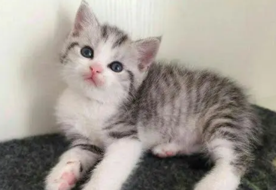 一般美短猫多少钱一只 一般美短猫多少钱一只