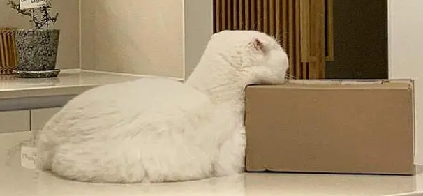 宠物猫喜欢铲屎官，却不愿意被铲屎官碰