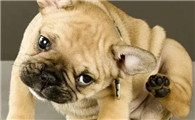 幼犬拉出虫子是不是很严重呀